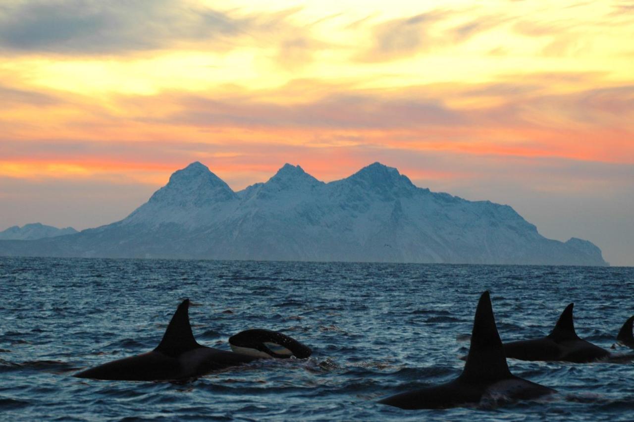 Kvalvika Retreat - Lofoten Leknes Bagian luar foto